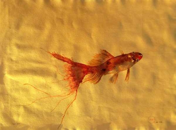 Carpa Koi