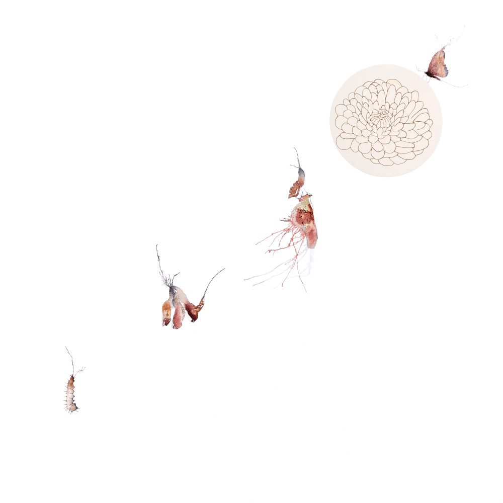 Metamorfosi-Crisantem