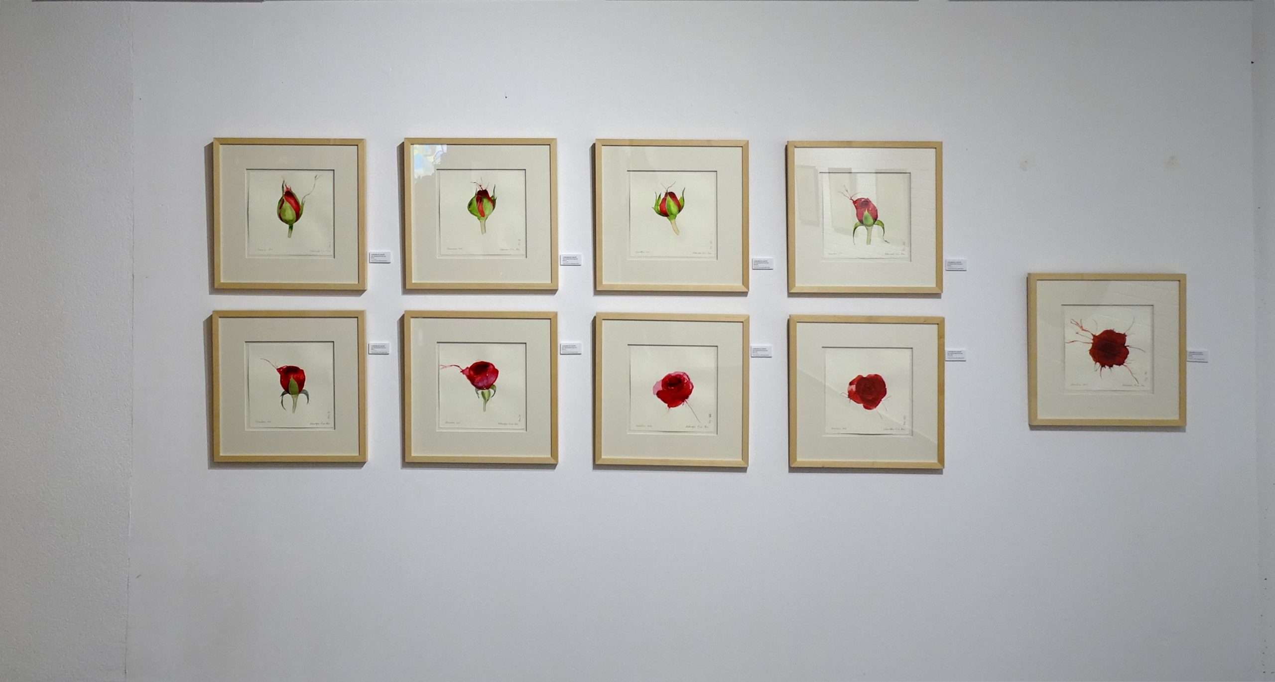 Metamorfosi de la Rosa