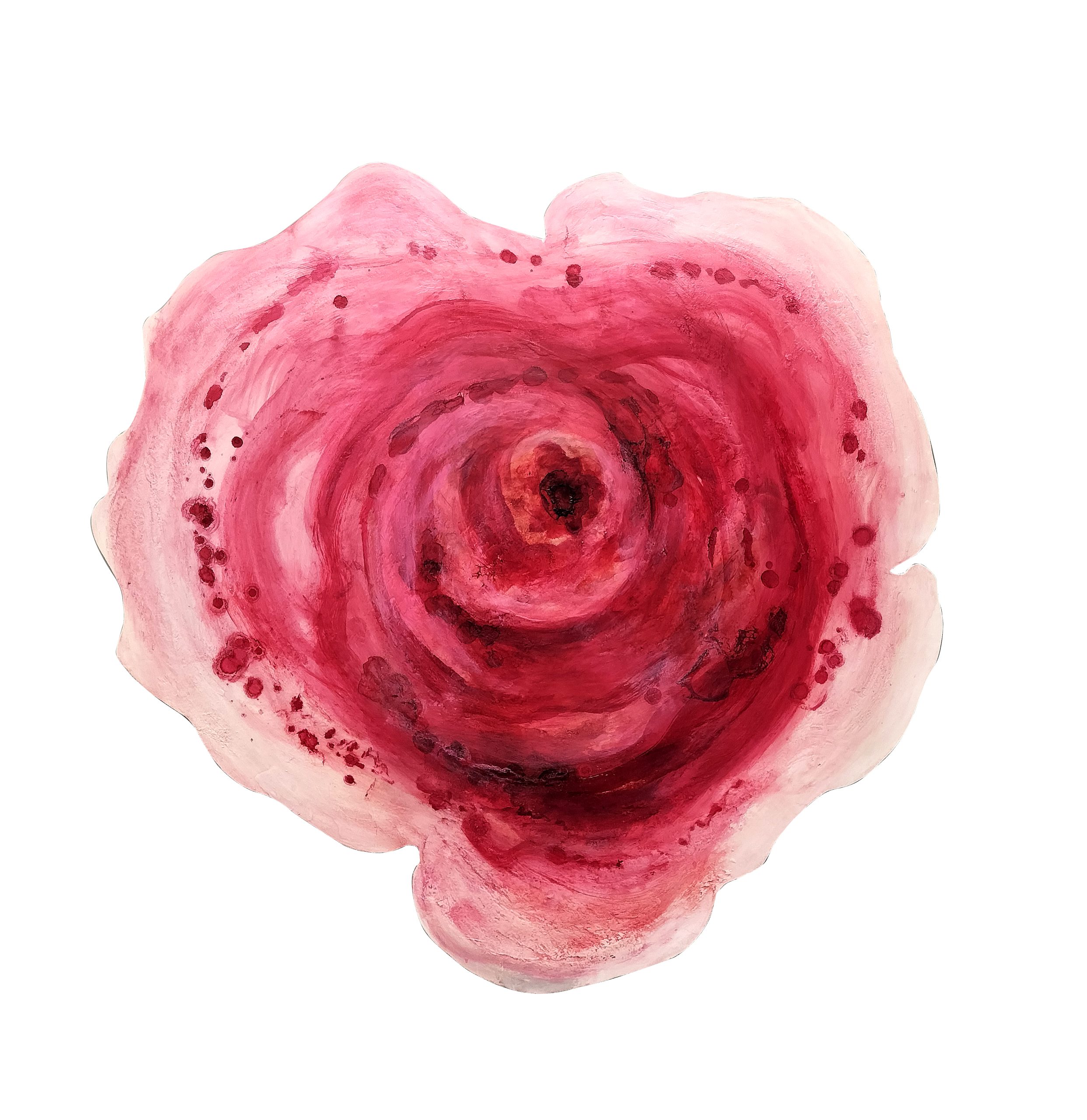 Rosa, rosae